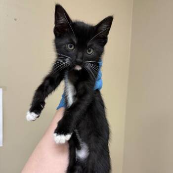 Domestic Short Hair Cats Available for Adoption in Birmingham, Alabama - Agnes | PetCurious