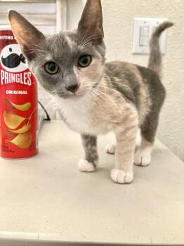 Sweetie -  Domestic Short Hair and Calico Cat for Adoption in San Diego, California - Sweetie | PetCurious