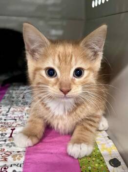 Orris -  Domestic Short Hair Cat for Adoption in Cincinnati, Ohio - Orris | PetCurious