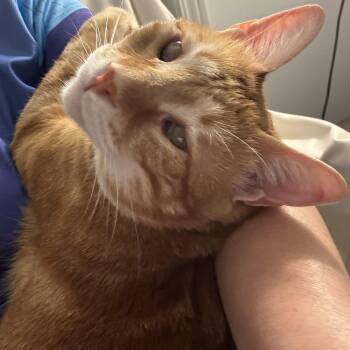 Pie Sweetest Partially blind -  Egyptian Mau Cat for Adoption in Brampton, Ontario - Pie Sweetest Partially Blind | PetCurious