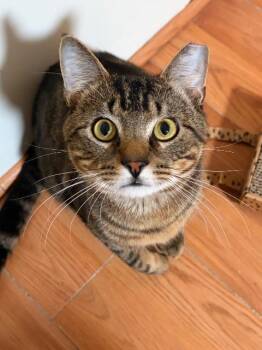 Freddy -  Domestic Short Hair Cat for Adoption in Pawtucket, Rhode Island - Freddy | PetCurious