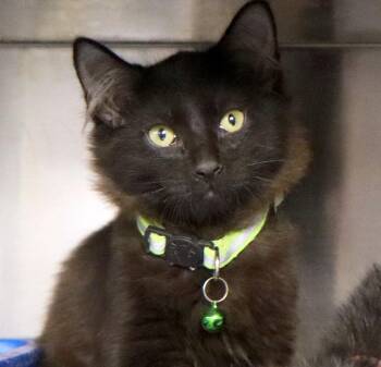 Seasmoke (AO37496) -  Domestic Medium Hair Cat for Adoption in Kansas City, Kansas - Seasmoke (AO37496) | PetCurious