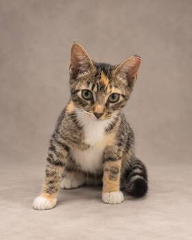 Norra -  Tabby Cat for Adoption in Miami, Florida - Norra | PetCurious