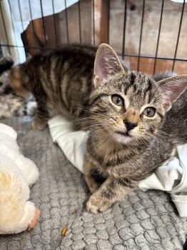 Rescue Domestic Short Hair Cats for Adoption in Windsor, Connecticut - 2025-164 Patches Ken | PetCurious