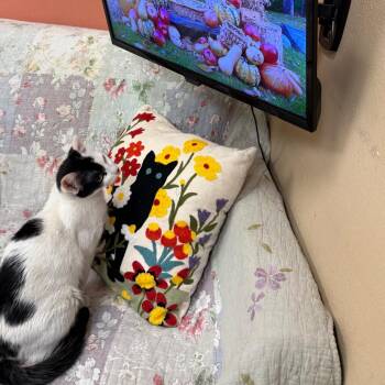 Domestic Short Hair Cats Available for Adoption - Avril - Gentle Sweetheart | PetCurious