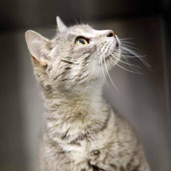 Ariella -  Domestic Short Hair Cat Available for Adoption in Atlanta, Georgia - Ariella | PetCurious