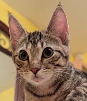 Iggy -  Domestic Short Hair Cat for Adoption in Chicago, Illinois - Iggy | PetCurious