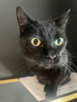 Bombay Cats Available for Adoption in Los Angeles, California - Milo | PetCurious