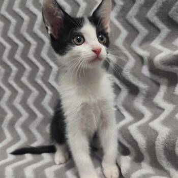 Bronx -  Domestic Short Hair Cat for Adoption in Brea, California - Bronx | PetCurious