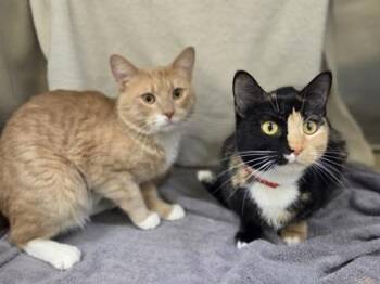 Butterscotch Disc -  Domestic Short Hair Cat for Adoption in Westland, Michigan - Butterscotch Disc | PetCurious