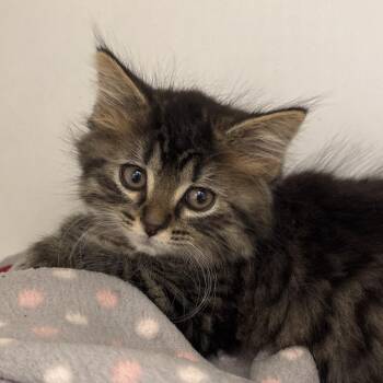 Cannoli -  Domestic Short Hair Cat for Adoption in Naperville, Illinois - Cannoli | PetCurious