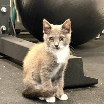 Aston -  Domestic Short Hair Cat for Adoption in Los Angeles, California - Aston | PetCurious