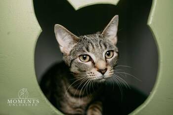 Domestic Short Hair Cats Available for Adoption - Lilly | PetCurious