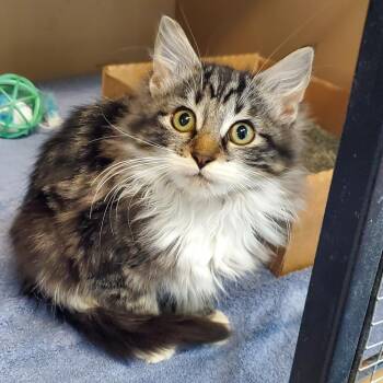 Destiny -  Domestic Long Hair Cat for Adoption in Freeport, Florida - Destiny | PetCurious