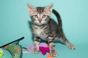 SIMON -  Domestic Short Hair Cat for Adoption in Santa Monica, California - SIMON | PetCurious