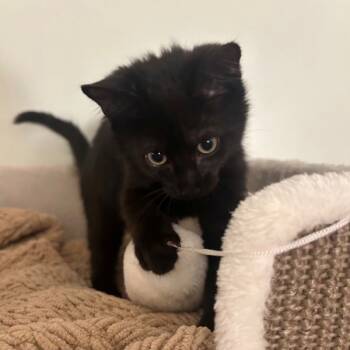 Rescue Domestic Short Hair Cats for Adoption in Montgomery, New Jersey - Cosmo | PetCurious