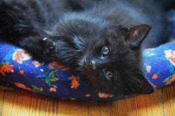 Apollo -  Domestic Short Hair Cat Available for Adoption in South Orange Village, New Jersey - Apollo | PetCurious