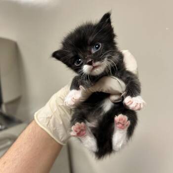 Belly -  Domestic Short Hair Cat for Adoption in Reno, Nevada - Belly | PetCurious