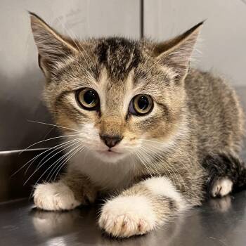 Crisp -  Domestic Short Hair Cat for Adoption in Washburn, Missouri - Crisp | PetCurious