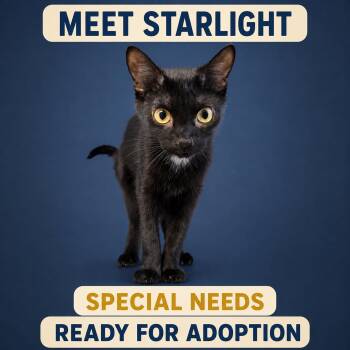 Starlight -  Domestic Short Hair Cat for Adoption in Marshall, Missouri - Starlight | PetCurious