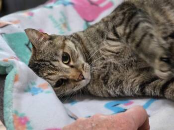 Jessie -  Domestic Short Hair Cat for Adoption in Oakville, Washington - Jessie | PetCurious