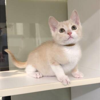 Angora (BRN) -  Domestic Short Hair Cat for Adoption in League City, Texas - Angora (BRN) | PetCurious