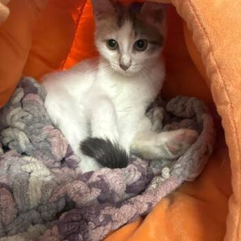 Rescue Dilute Calico Cats for Adoption in Hamburg, New York - Willow | PetCurious
