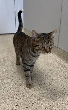 Fisher -  Domestic Short Hair Cat for Adoption in Lafayette, Indiana - Fisher | PetCurious