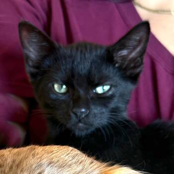 Rescue Domestic Short Hair Cats for Adoption in Merrifield, Virginia - Meadow Hyattsville | PetCurious