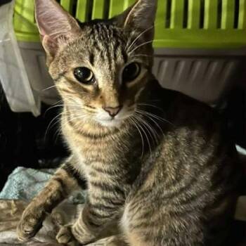 Rescue Domestic Short Hair Cats for Adoption in Warr Acres, Oklahoma - Otis | PetCurious
