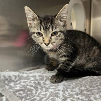 Domestic Short Hair Cats Available for Adoption - Potata | PetCurious