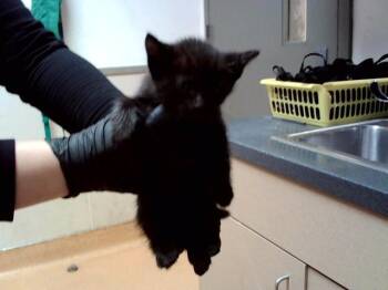 A1048351 -  Domestic Short Hair Cat for Adoption in Martinez, California - A1048351 | PetCurious