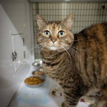 Nala -  Domestic Short Hair Cat for Adoption in Shelbyville, Indiana - Nala | PetCurious