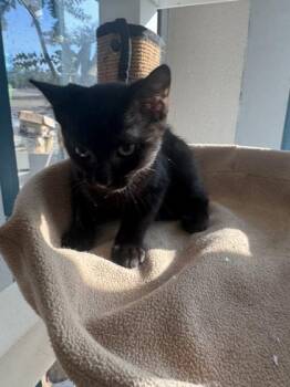 Jax -  Domestic Short Hair Cat for Adoption in Conway, South Carolina - Jax | PetCurious
