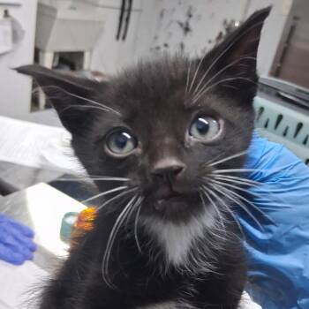 Fox -  Domestic Short Hair Cat for Adoption in Summerville, South Carolina - Fox | PetCurious