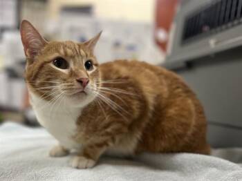 MILO -  Domestic Short Hair Cat for Adoption in Aliquippa, Pennsylvania - MILO | PetCurious