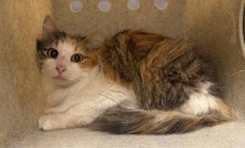 Domestic Long Hair Cats Available for Adoption in Moreno Valley, California - A550605 | PetCurious