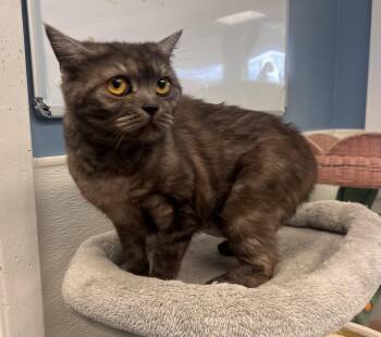 Scottish Fold and Domestic Short Hair Cats Available for Adoption in Georgetown, Kentucky - Shadow | PetCurious