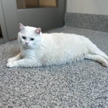Maloos (ID 52093) -  Turkish Angora Cat for Adoption in Manassas, Virginia - Maloos (ID 52093) | PetCurious