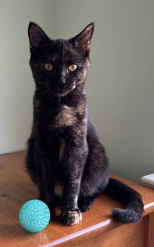 Rescue Domestic Short Hair Cats for Adoption in Alexandria, Virginia - Oscara - KITTEN In Foster | PetCurious