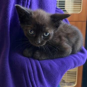 Domestic Short Hair Cats Available for Adoption in South Elgin, Illinois - Kitty Softpaws | PetCurious