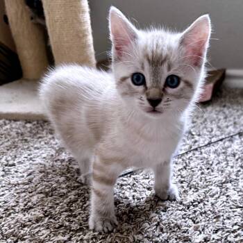 Kangaroo 6 -  Domestic Short Hair Cat for Adoption in Austin, Texas - Kangaroo 6 | PetCurious