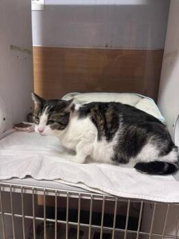 Juan (FELV) -  Domestic Short Hair Cat for Adoption in Chamblee, Georgia - Juan (FELV) | PetCurious