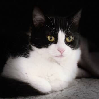 Rescue Domestic Short Hair Cats for Adoption in Huntsville, Alabama - Snickers | PetCurious
