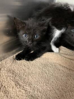 THE VOID -  Domestic Short Hair Cat for Adoption in Grand Prairie, Texas - THE VOID | PetCurious