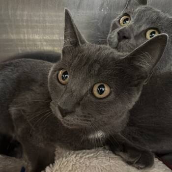 Rescue Domestic Short Hair Cats for Adoption in Port Charlotte, Florida - Eerie | PetCurious