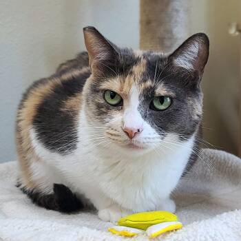 Rescue Domestic Short Hair Cats for Adoption in Las Vegas, Nevada - Delilah | PetCurious