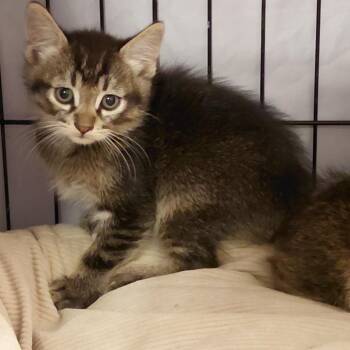 Kadabra -  Domestic Medium Hair Cat for Adoption in Grantsville, Utah - Kadabra | PetCurious