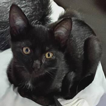 Puff -  Domestic Short Hair Cat for Adoption in Greenwood, Indiana - Puff | PetCurious