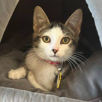 Sage -  Domestic Short Hair Cat for Adoption in Port Washington, New York - Sage | PetCurious
